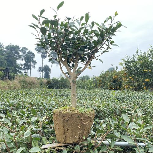 大茶树带土包活金牌园林绿化工程苗木种植基地销售福鼎大毫茶树苗