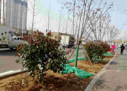灌木种植已完成65 车站西路绿化种植计划4月中旬完成