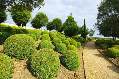 黄杨种植前景怎么样?黄杨树市场前景介绍